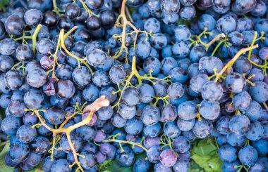 Koyu mavi Olgun üzüm yakın zamanda hasat Satılık. Arka plan taze çekilmiş üzüm