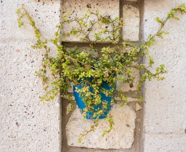 Turkuaz renkli taş saksı görünümünü Alaçatı, Izmir, Türkiye antik beyaz taş duvarda.