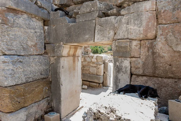 Gato Duerme Sobre Mármol Ruinas Éfeso Ciudad Antigua Histórica Selcuk — Foto de Stock