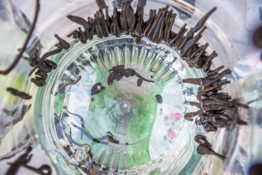 Birçok tıbbi sülük bir plastik şişe. Sülükler insan vücut: yordamda, hyrudotherapy, hirudotherapy (Tıbbi sülük tedavi temizlik damarlar için emme)