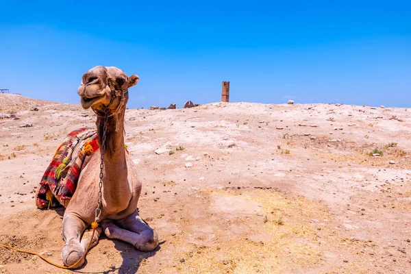 Met Camel Zicht Voorgrond Ruïnes Van Universiteit Van Harran Een — Stockfoto