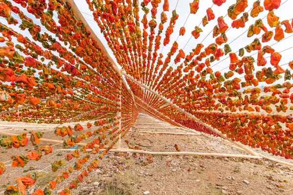 Geleneksel Biber Kurutma Işlemi Güneşte Gaziantep Türkiye — Stok fotoğraf