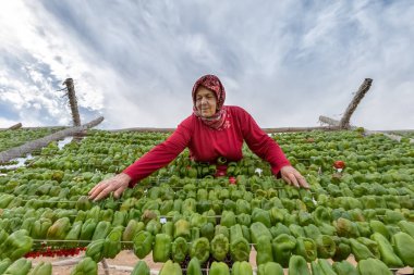 Kimliği belirsiz bir kadın sun,Gaziantep,Turkey.03 sürecinde Eylül 2016 kurutma için biber kilitleniyor
