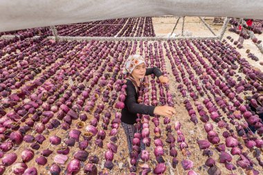 Kimliği belirsiz kız patlıcan Eylül 2016 sun,Gaziantep,Turkey.03 sürecinde kurutma için kilitleniyor
