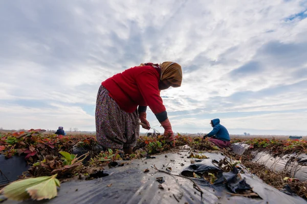Турецкие Женщины Фермеры Работающие Вместе Клубничных Полях Осенью Айдыне Турция — стоковое фото