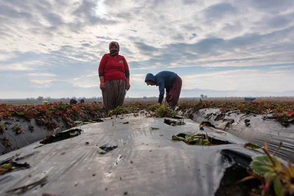 Турецкие Женщины Фермеры Работающие Вместе Клубничных Полях Осенью Айдыне Турция — стоковое фото