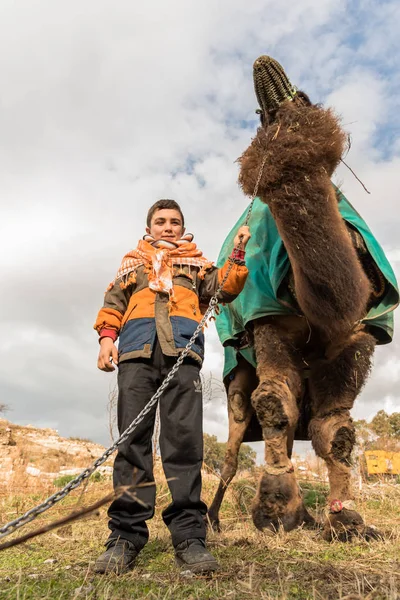 Een Turks Kind Gekleed Lokale Kleding Poseren Voor Kameel Die — Stockfoto