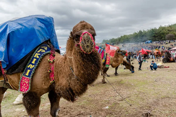 Een Turkse kameel heb voorbereid kamelen worstelen — Stockfoto