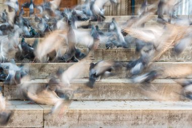 Güvercinler Yeni Camii (Yeni Camii) merdivenlerde. Yeni Camii İstanbul ' da bulunan 1665, tamamlanmış bir Osmanlı imparatorluk camiidir.
