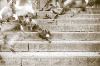 Güvercinler Yeni Camii (Yeni Camii) merdivenlerde. Yeni Camii İstanbul ' da bulunan 1665, tamamlanmış bir Osmanlı imparatorluk camiidir.