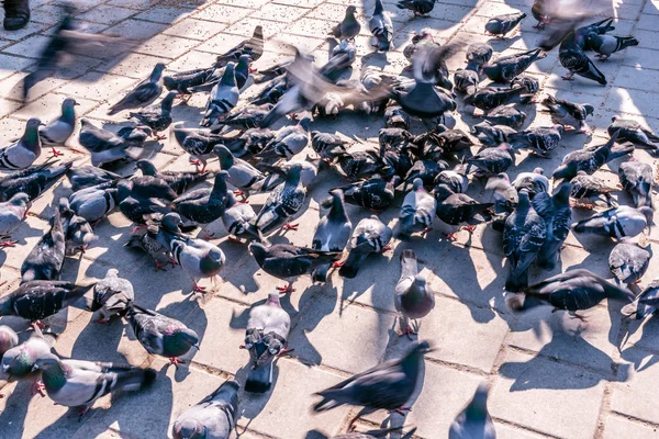 Pigeons Stairs New Mosque Yeni Camii New Mosque Ottoman Imperial — Stock Photo, Image