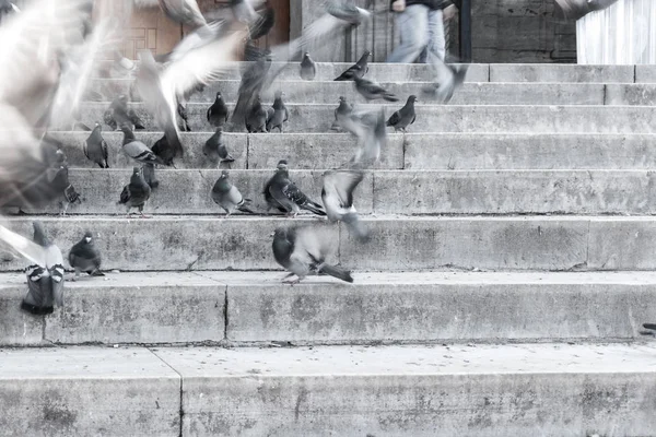 Güvercinler Yeni Camii (Yeni Camii) merdivenlerde. Yeni Camii İstanbul ' da bulunan 1665, tamamlanmış bir Osmanlı imparatorluk camiidir.