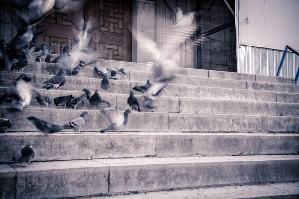 Palomas Las Escaleras Mezquita Nueva Yeni Camii Nueva Mezquita Una —  Fotos de Stock