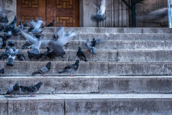 Tauben Auf Der Treppe Der Neuen Moschee Yeni Camii Die — Stockfoto