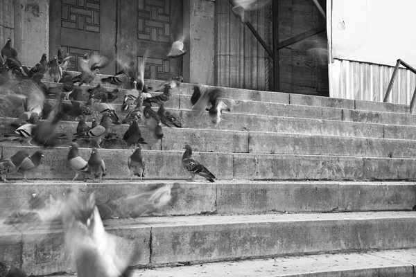 Galambok Lépcsőn Mecset Yeni Camii Mecset Egy Oszmán Birodalmi Mecset — Stock Fotó