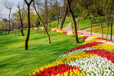 Traditional Tulip Festival in Emirgan Park, a historical urban park located in Sariyer district.Tourists and locals visit and spend time.Istanbul,Turkey clipart