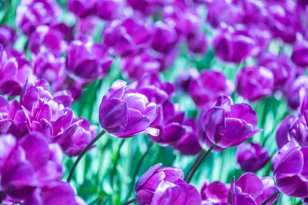 Háttérben Sok Virágzó Lila Tulipán Emi Rgan Park Istanbul Törökország — Stock Fotó