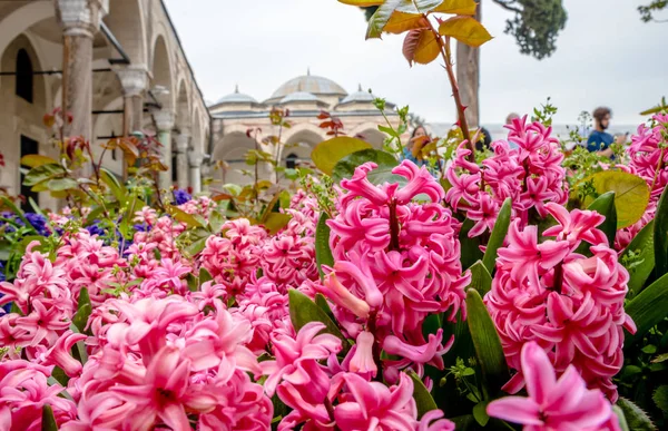 Λουλούδια Στο Προσκήνιο Εξωτερικό Δείτε Παλάτι Τοπ Καπί Ένα Μεγάλο — Φωτογραφία Αρχείου