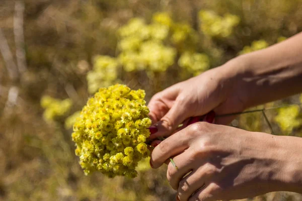 Желтые Цветы Аренария Helichrysum Известен Карлик Вечности Желтый Вечный — стоковое фото