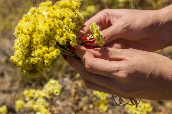 Желтые Цветы Аренария Helichrysum Известен Карлик Вечности Желтый Вечный — стоковое фото