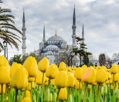 Geleneksel Lale Festivali Sultanahmet Meydanı Parkı manzaralı Sultan Ahmet Mosque(Blue Mosque) arka plan ve ön plan üzerinde renkli Lale. Istanbul, Türkiye-Nisan 4,2017