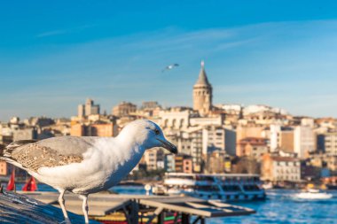 Istanbul, Türkiye'de ön plan üzerinde martı ile ünlü Galata Kulesi görünümü