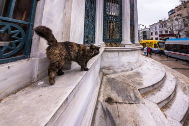 Istanbul evsiz kedi Camii, İstanbul 'un şehirdeki bir mermer duvar köşesinde.