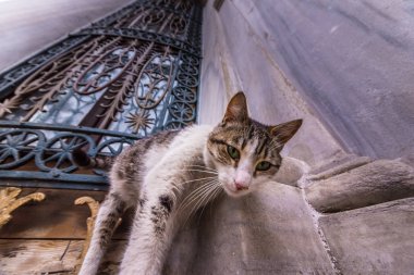 Istanbul evsiz kedi Camii, İstanbul 'un şehirdeki bir mermer duvar köşesinde.