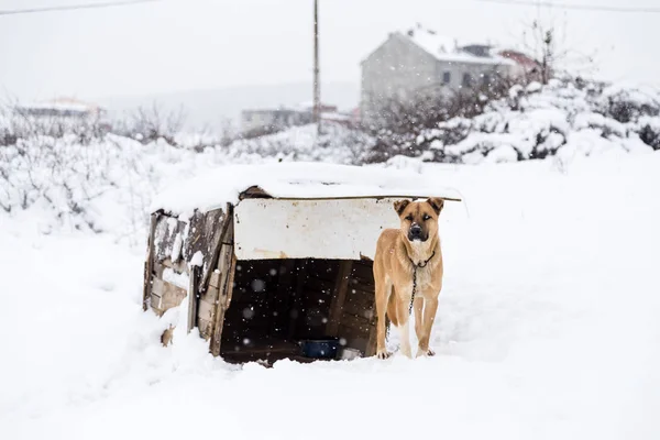 Perro Marrón Con Perrera Día Nevado Invierno —  Fotos de Stock