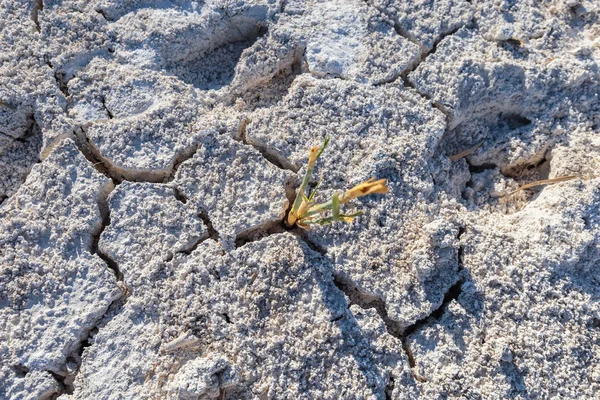 Dry cracked earth with plant struggling for life at salt lake with copy space.Concept image.