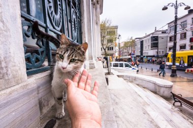 Adam el 2017 Istanbul İstanbul, Turkey.April 17, mermer duvar köşesinde evsiz kedi dokunmadan