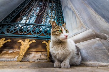 Istanbul evsiz kedi Camii, İstanbul 'un şehirdeki bir mermer duvar köşesinde.