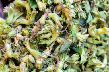 Yeşil fındık kabuğu ile yaprak. Taze hasat. Fındık en iyi görünümü Kapat