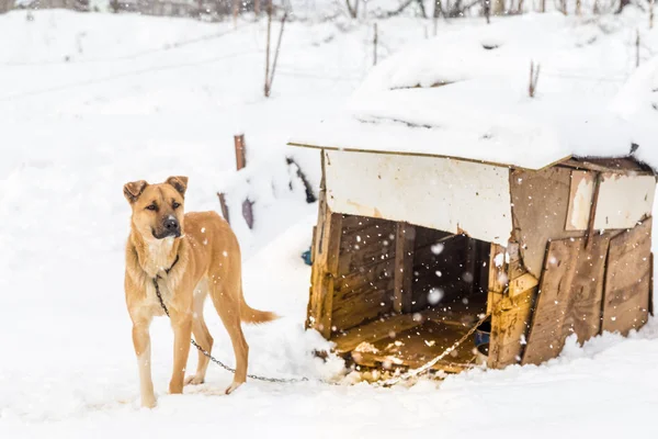 一只褐色的狗 在冬天下雪的日子里有狗窝 — 图库照片