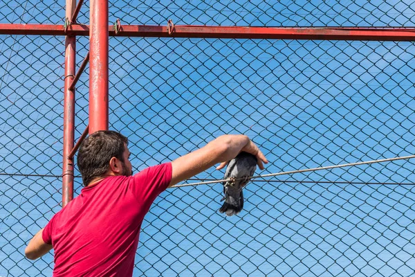 Onbekende Man Probeert Vangen Ontsnapte Duif Draad Verrekening Pigeon Bazaar — Stockfoto