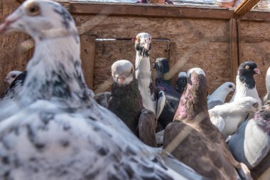Kafeslerde tutulur ve Satılık güvercin ın Bazaarı Istanbul, Türkiye'de sergilenen canlı güvercinler