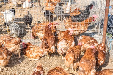 Tavuk tavuk grup Satılık kafesli tel çit içinde Istanbul, Türkiye