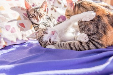 Anne kedi ve yavru kedi kanepede birlikte oynar. Anne kedi küçük bir yavru kedi sarılma. Kedi gri, kabarık. Kedi ailesi. 