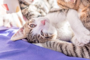 Anne kedi ve yavru kedi kanepede birlikte oynar. Anne kedi küçük bir yavru kedi sarılma. Kedi gri, kabarık. Kedi ailesi. 