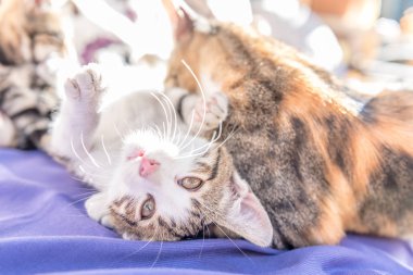 Anne kedi ve yavru kedi kanepede birlikte oynar. Anne kedi küçük bir yavru kedi sarılma. Kedi gri, kabarık. Kedi ailesi. 