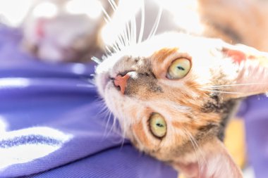 Anne kedi ve yavru kedi kanepede birlikte oynar. Anne kedi küçük bir yavru kedi sarılma. Kedi gri, kabarık. Kedi ailesi. 