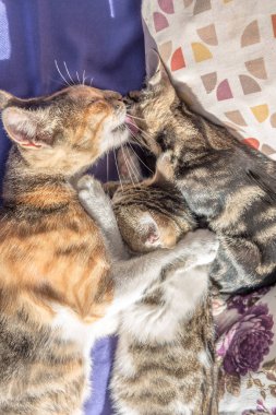 Anne kedi ve yavru kedi kanepede birlikte oynar. Anne kedi küçük bir yavru kedi sarılma. Kedi gri, kabarık. Kedi ailesi. 