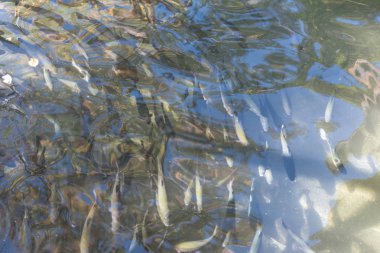 Alabalık Balık bir yapay gölet kapatın. Gıda endüstrisi için alabalık yetiştiriciliği. Maşukiye, Kocaeli, Türkiye