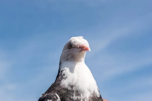 Fej Lövés Fekete Fehér Színű Pigeon Dove Madár Tiszta Kék — Stock Fotó