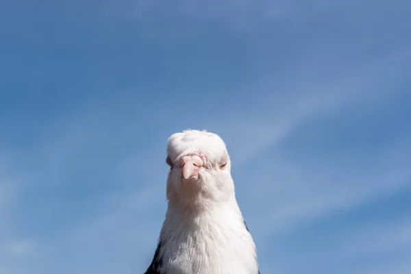 Tête Pigeon Couleur Noire Blanche Colombe Oiseau Sur Ciel Bleu — Photo