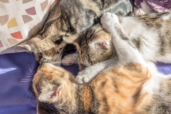 Mum cat and kittens play together on couch. Mother cat hugging a small kitten. The cat is gray, fluffy.Family of cats.