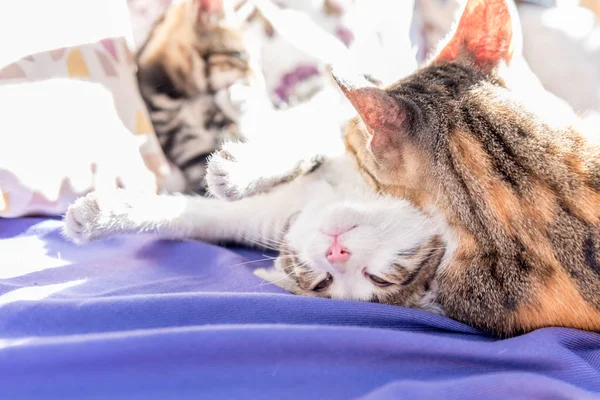 Mamãe Gato Gatinhos Jogar Juntos Sofá Mãe Gato Abraçando Gatinho — Fotografia de Stock