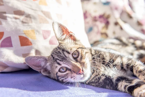 Zwarte Grijze Kleur Kitten Kijkt Naar Camera Tijdens Het Leggen — Stockfoto