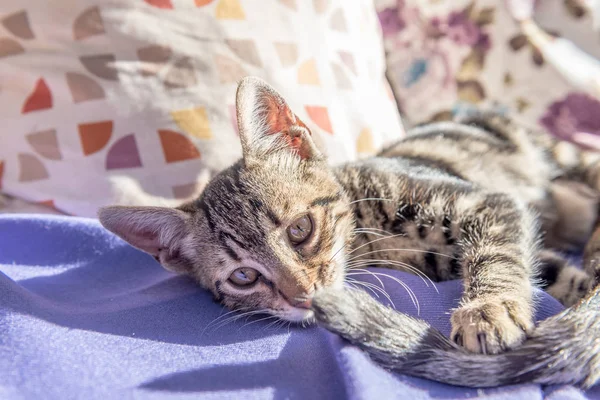 Kitten Spelen Haar Moeder Staart Bank Moeder Kat Knuffelen Van — Stockfoto