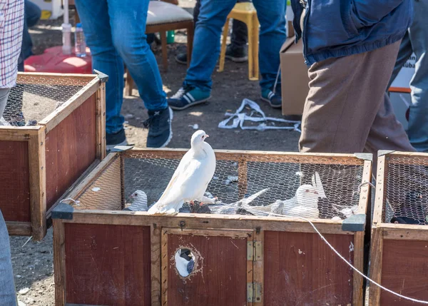 Żywe Gołębie Trzymane Klatkach Wystawione Sprzedaż Gołębi Bazaru Stambule Turcja — Zdjęcie stockowe